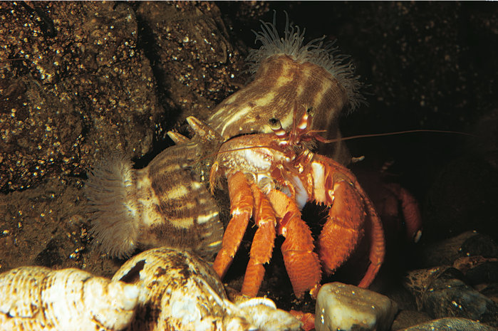 Symbiose Duden Symbiose Duden