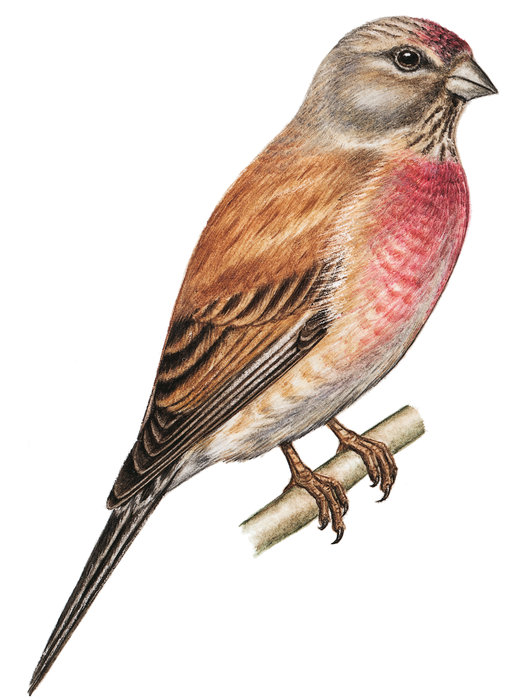 Sehr Kleiner Zu Den Finken Gehörender Singvogel