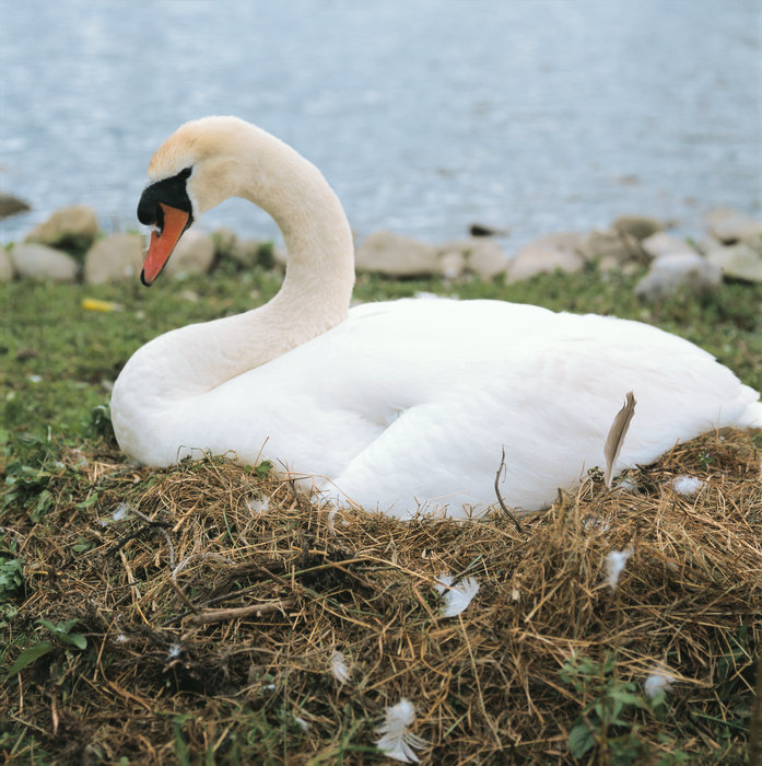 Duden | Höckerschwan | Rechtschreibung, Bedeutung, Definition, Herkunft