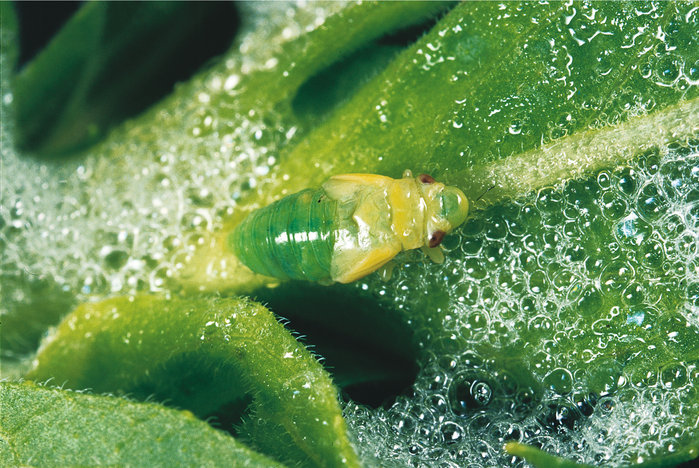 Duden Larve Rechtschreibung, Bedeutung, Definition, Herkunft