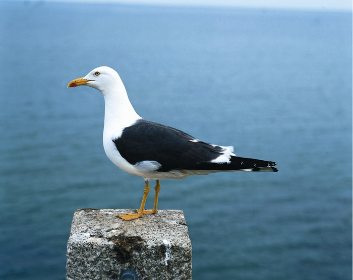 Duden | Möwe | Rechtschreibung, Bedeutung, Definition, Herkunft