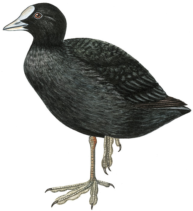 Duden Ralle Rechtschreibung, Bedeutung, Definition, Herkunft