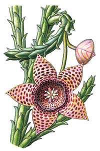 Aasblume Aasblume