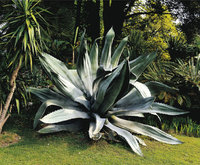 Agave Agave
