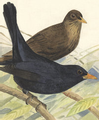 Amsel Amsel