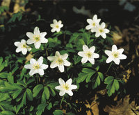 Anemone Anemone