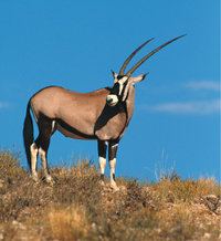 Antilope Antilope
