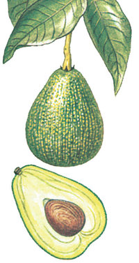 Avocado Avocado