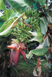 Bananenstaude Bananenstaude