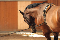 Bauchgurt - Pferd mit Zaumzeug und Bauchgurt