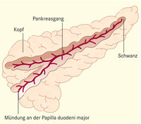 Bauchspeicheldrüse Bauchspeicheldrüse