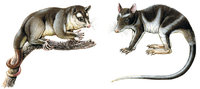 Beutelratte - Beutelratten Beutelratte - Beutelratten