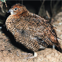 Birkhuhn Birkhuhn