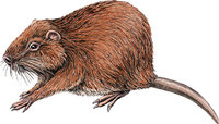 Bisamratte Bisamratte
