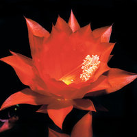 Blattkaktus - Blüte des Blattkaktus Blattkaktus - Blüte des Blattkaktus