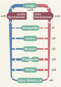 Blutkreislauf Blutkreislauf