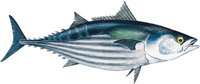 Bonito Bonito