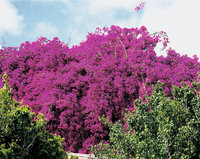 Bougainvillea Bougainvillea