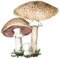 Champignon - Champignons Champignon - Champignons