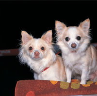 Chihuahua - Zwei Chihuahuas Chihuahua - Zwei Chihuahuas