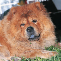 Chow-Chow Chow-Chow