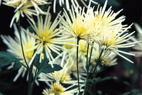 Chrysantheme Chrysantheme