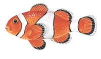 Clownfisch Clownfisch