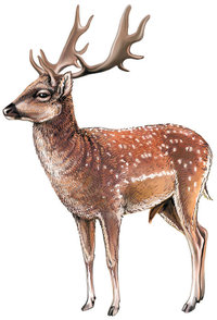 Damhirsch Damhirsch