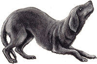 Demutsgebärde - Demutsgebärde eines Hundes Demutsgebärde - Demutsgebärde eines Hundes