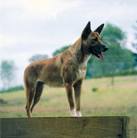 Dingo Dingo