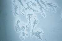 Eisblume Eisblume