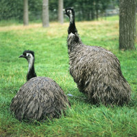 Emu - Emus Emu - Emus