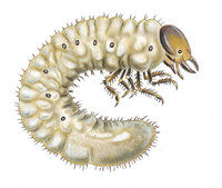 Engerling Engerling