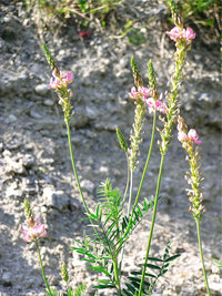 Esparsette Esparsette