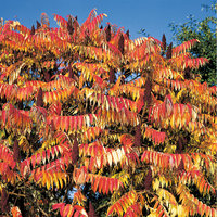 Essigbaum - Blätter des Essigbaums im Herbst Essigbaum - Blätter des Essigbaums im Herbst