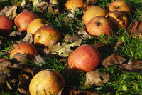 Fallobst - Äpfel als Fallobst