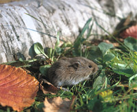 Feldmaus Feldmaus