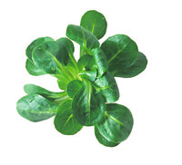 Feldsalat Feldsalat