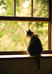 Fensterbank - Katze auf Fensterbank