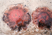 Feuerqualle - An den Strand gespülte Feuerquallen Feuerqualle - An den Strand gespülte Feuerquallen