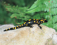 Feuersalamander Feuersalamander