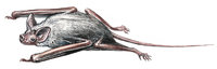 Fledermaus Fledermaus
