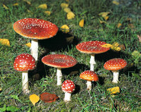 Fliegenpilz - Fliegenpilze Fliegenpilz - Fliegenpilze