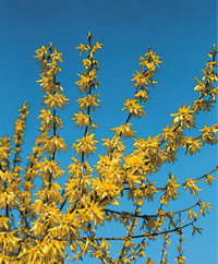 Forsythie Forsythie