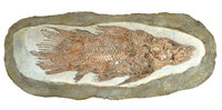 Fossil - Fossil eines Fisches Fossil - Fossil eines Fisches