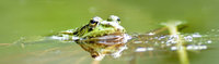 Froschauge - Frosch mit aus dem Wasser schauenden Augen