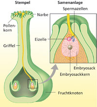 Fruchtknoten Fruchtknoten