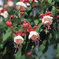 Fuchsie Fuchsie