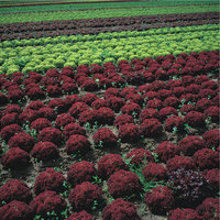 Gartenbau - Anbau von Salat Gartenbau - Anbau von Salat