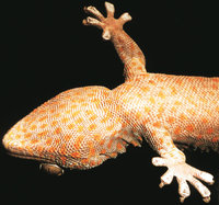 Gecko Gecko
